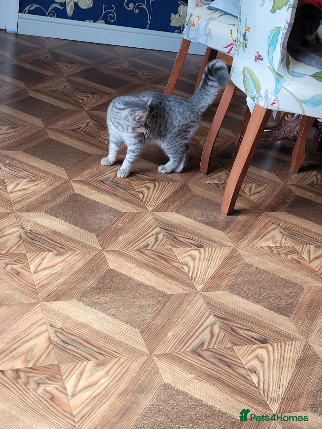 Scottish Fold cats for sale: 🥰💕Reservation list for 3 kittens is open💜🩵 - Advert 14