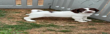 English Springer Spaniel 1