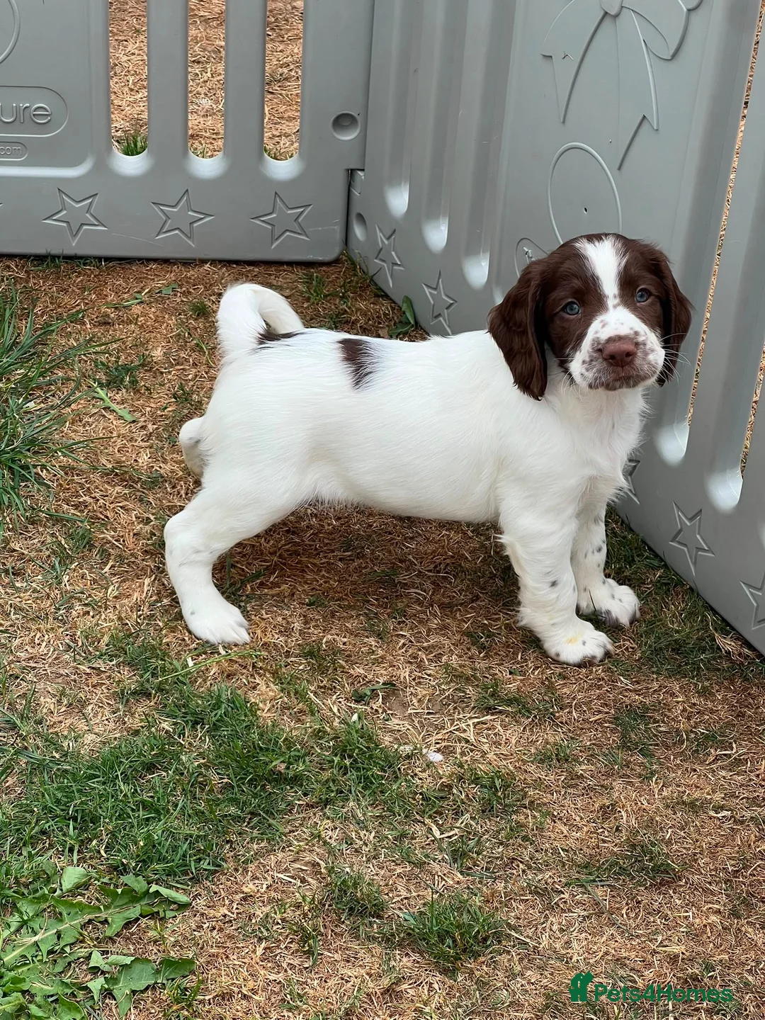 English Springer Spaniel dogs for sale: HEALTH TESTED QUALITY ENGLISH SPRINGER SPANIELS  - Advert 40