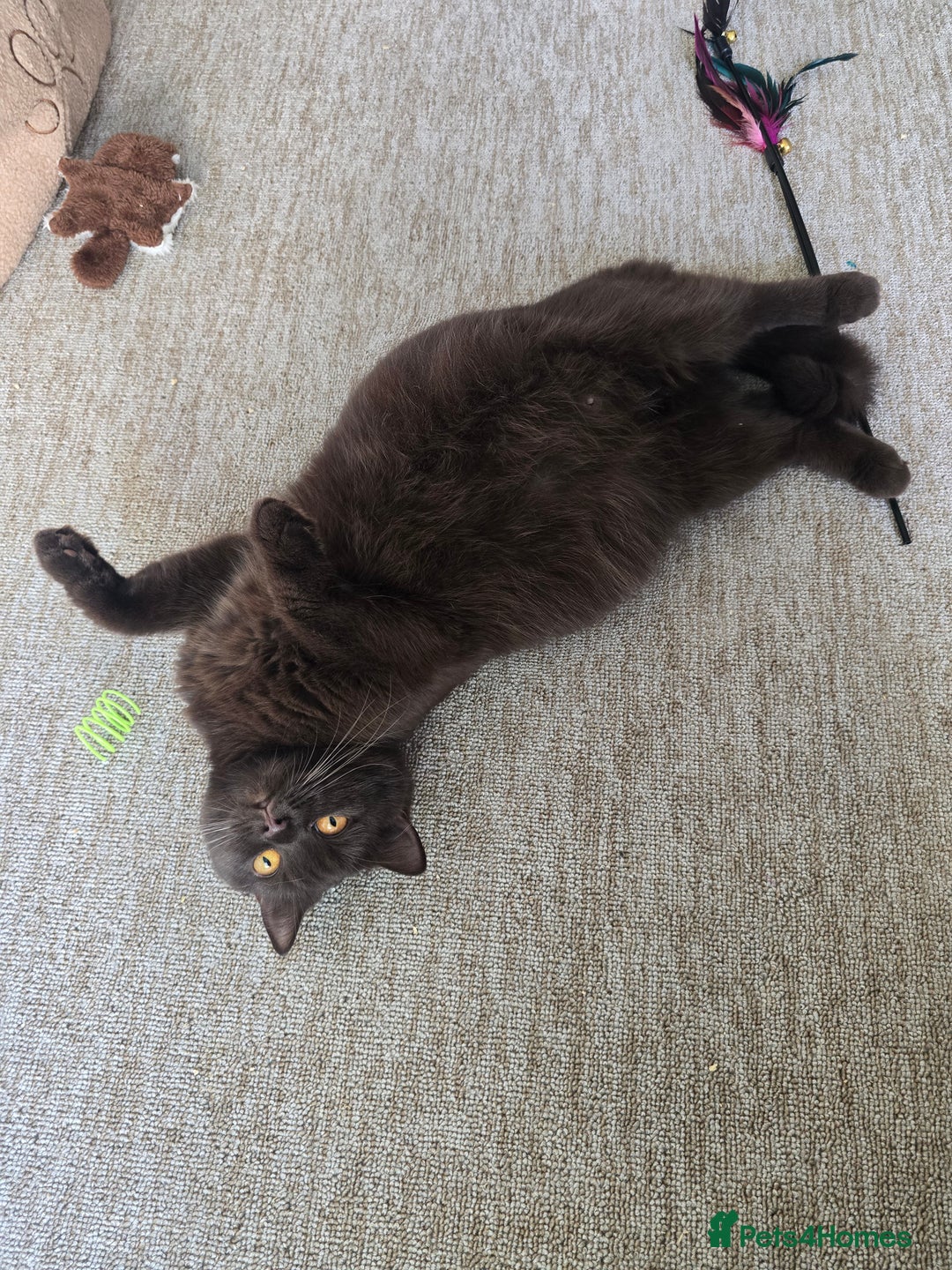 British Shorthair cats for sale: GCCF/TICA Active Queen (Chocolate) - Advert 4