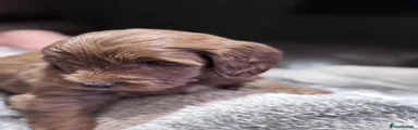 Cockapoo 2