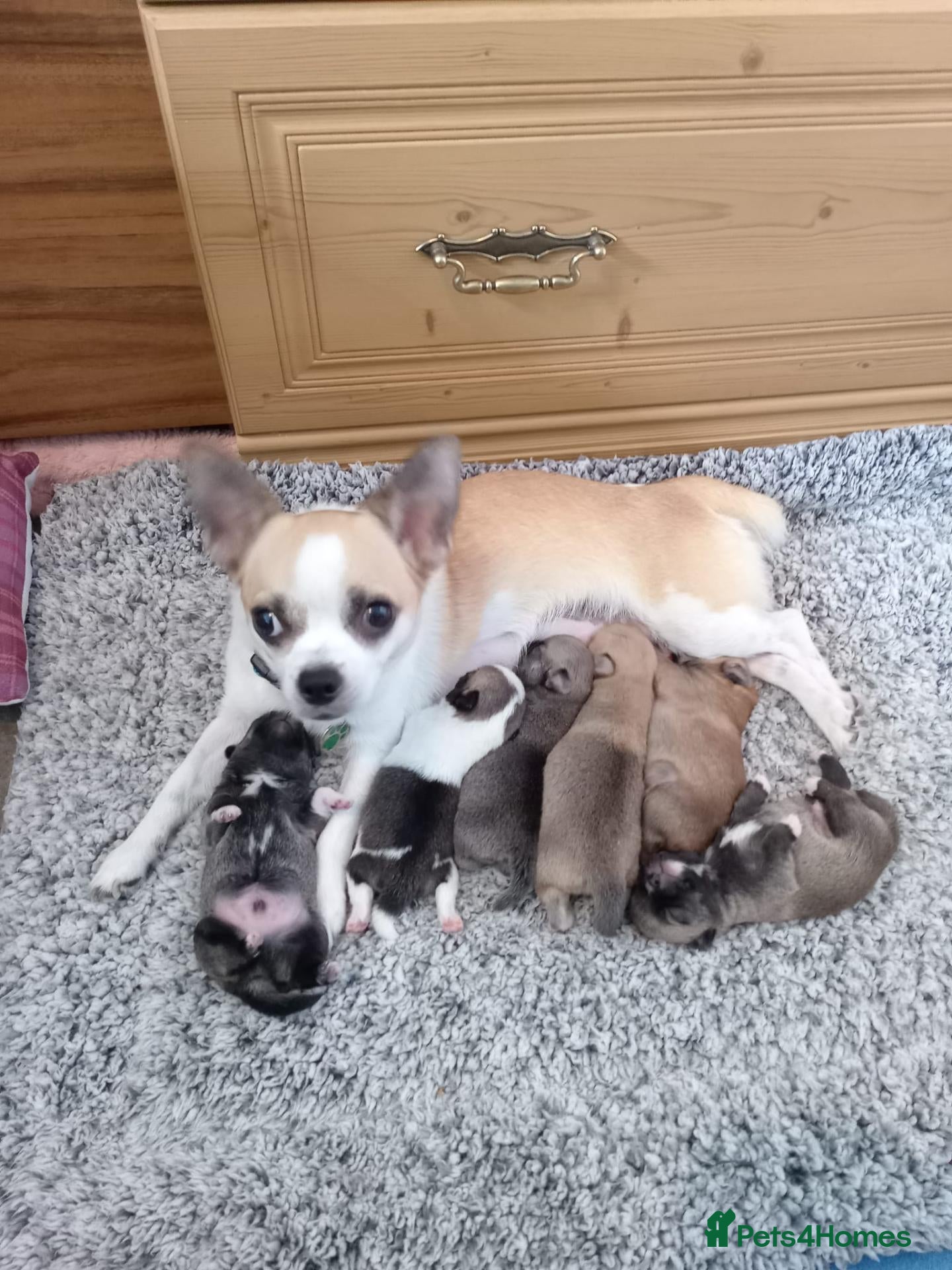 Mixed Breed dogs Chug Puppies for sale  - Advert 2