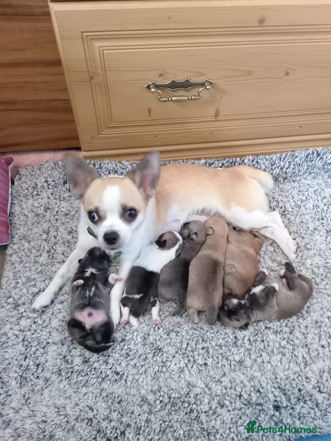 Mixed Breed dogs for sale: Chug Puppies for sale  in Lincoln - Advert 1