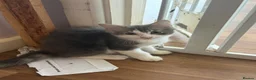 Norwegian Forest Cat cats for sale: Beautiful 12 week old kitten - Advert 1