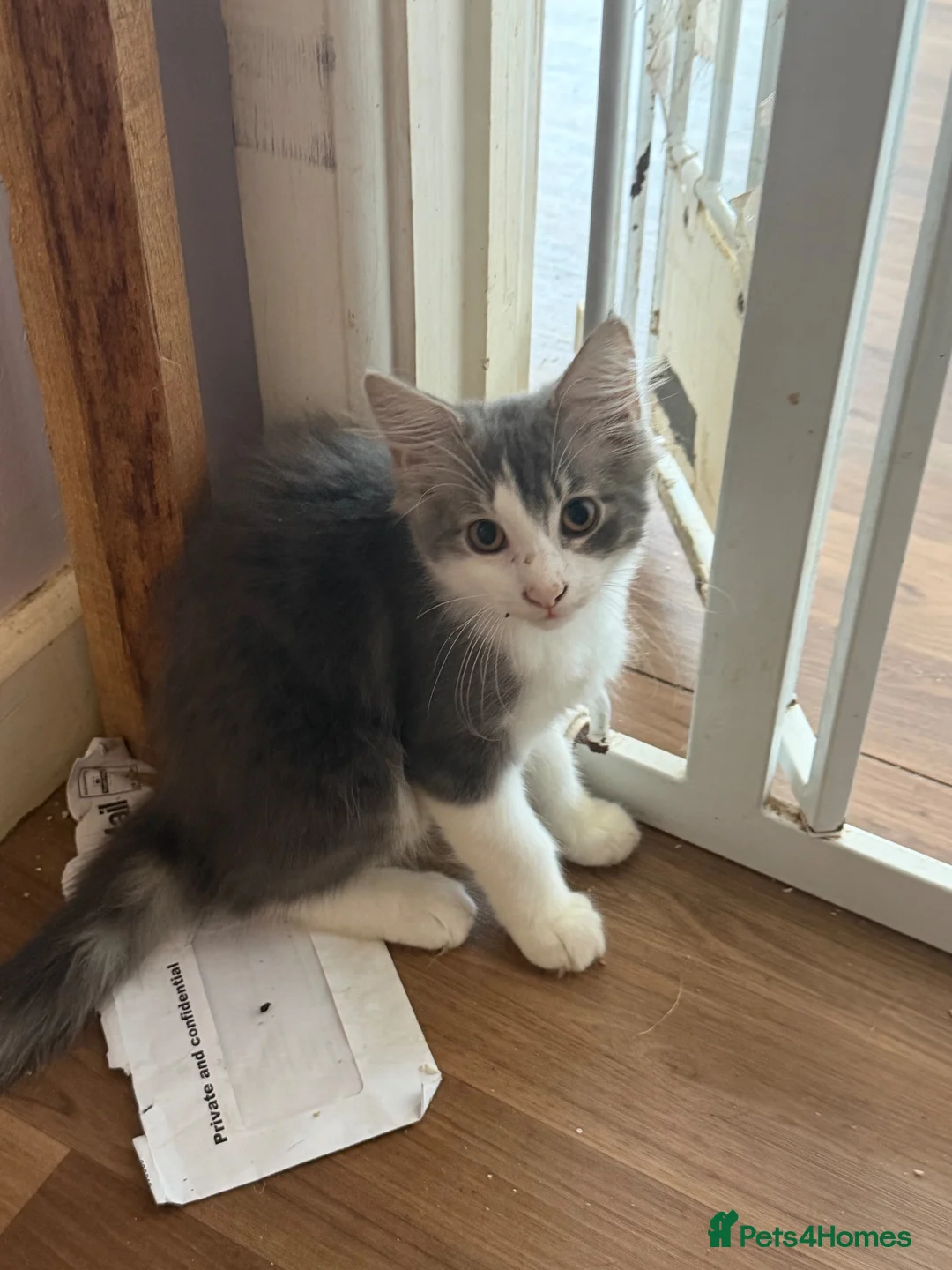 Norwegian Forest Cat cats for sale: Beautiful 12 week old kitten - Advert 1