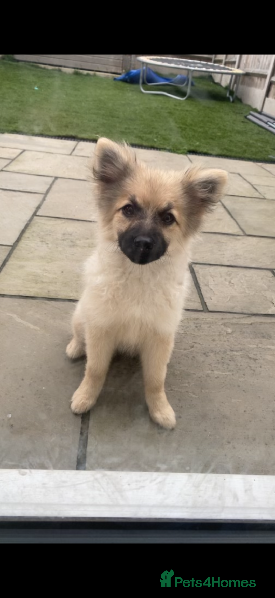 German Spitz dogs for sale: Girl pup for sale  - Image 1