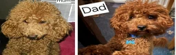 Toy Poodle dogs for sale:  Licensed breeder, kc DNA CLEAR tiny toy poodles! - Advert 30