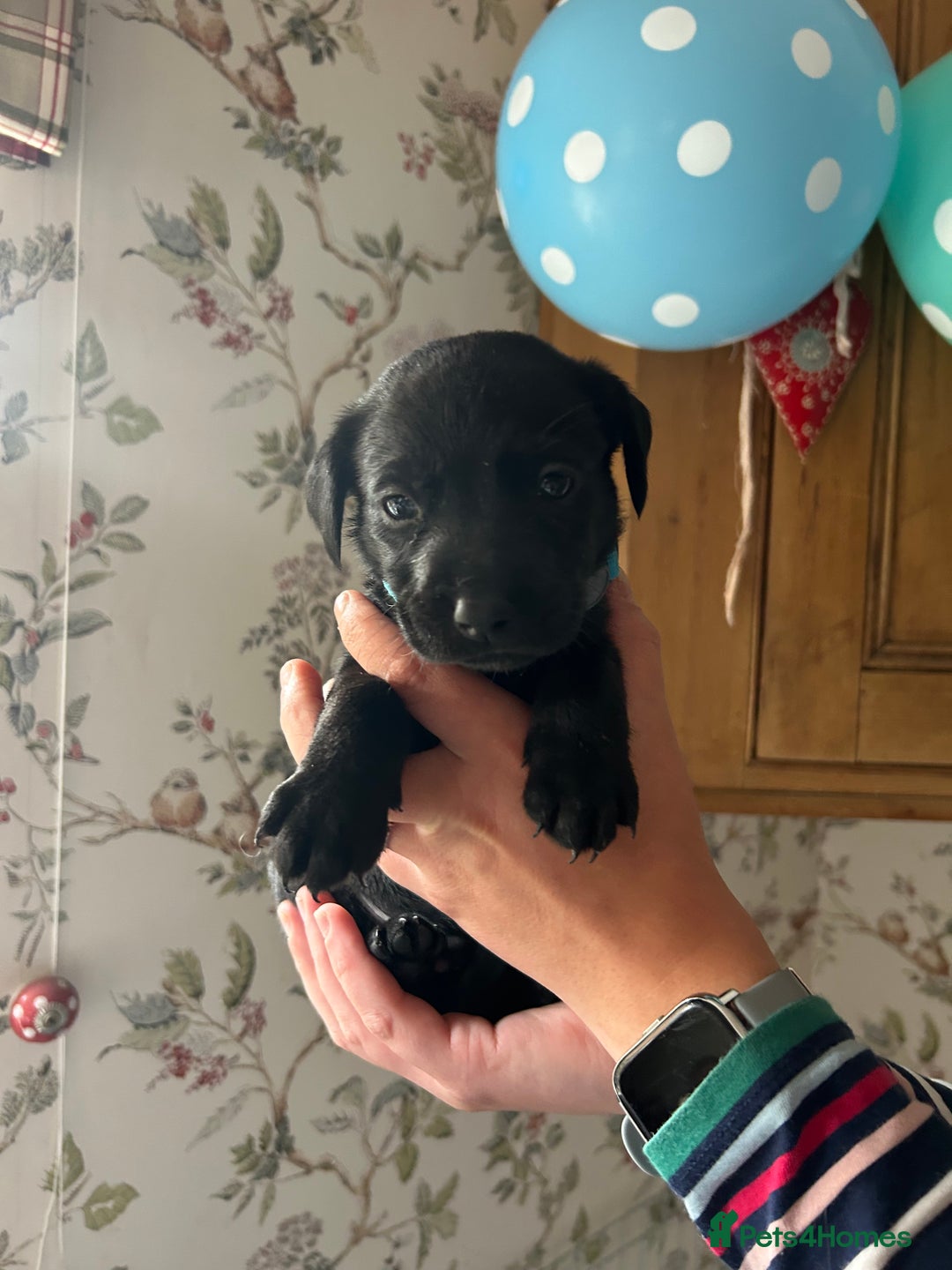 Labrador Retriever dogs for sale: Quality pedigreed Labradors for sale  - Image 4