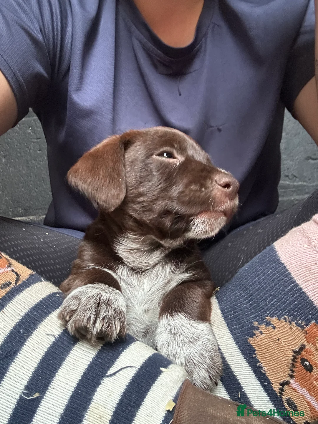 Mixed Breed dogs for sale: Terrier x collie pups for sale  - Advert 2