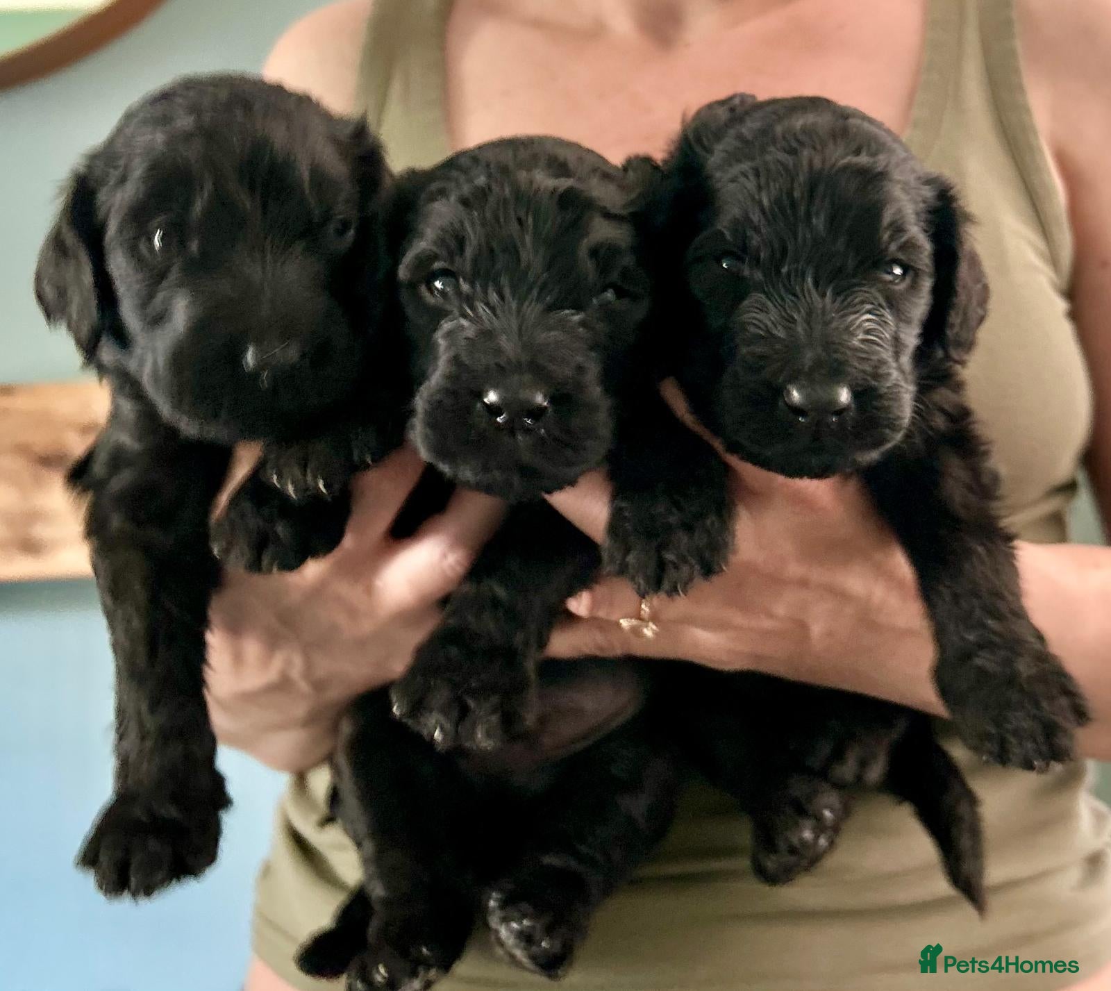 Newfypoo dogs 8 Beautiful F1 Newfypoo Puppies  - Advert 1