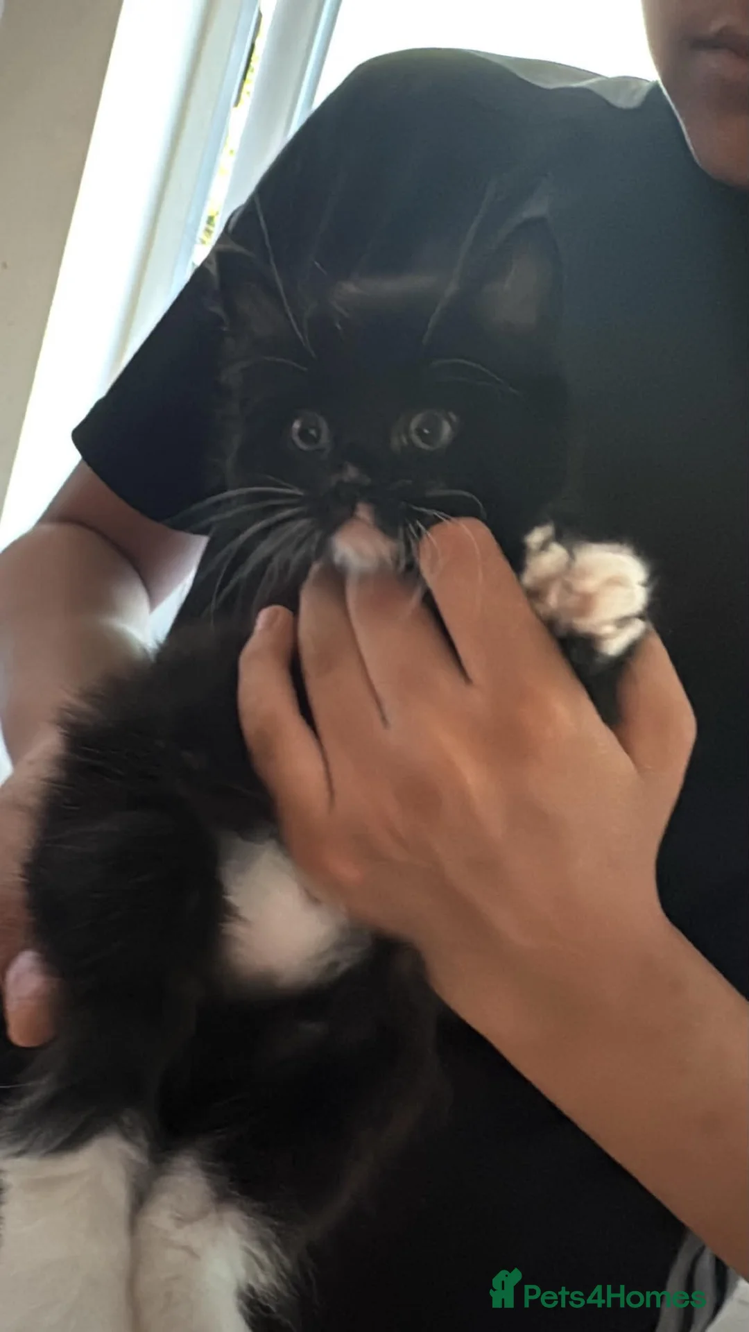 Mixed Breed cats for sale: Mixed breed long haired kittens  in Nottingham - Advert 8