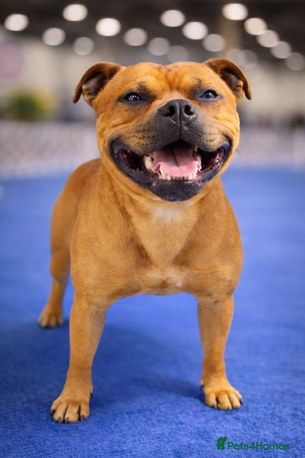 Staffordshire Bull Terrier dogs SCOOBY – NOW AVAILABLE TO PUBLIC STUD - Advert 2