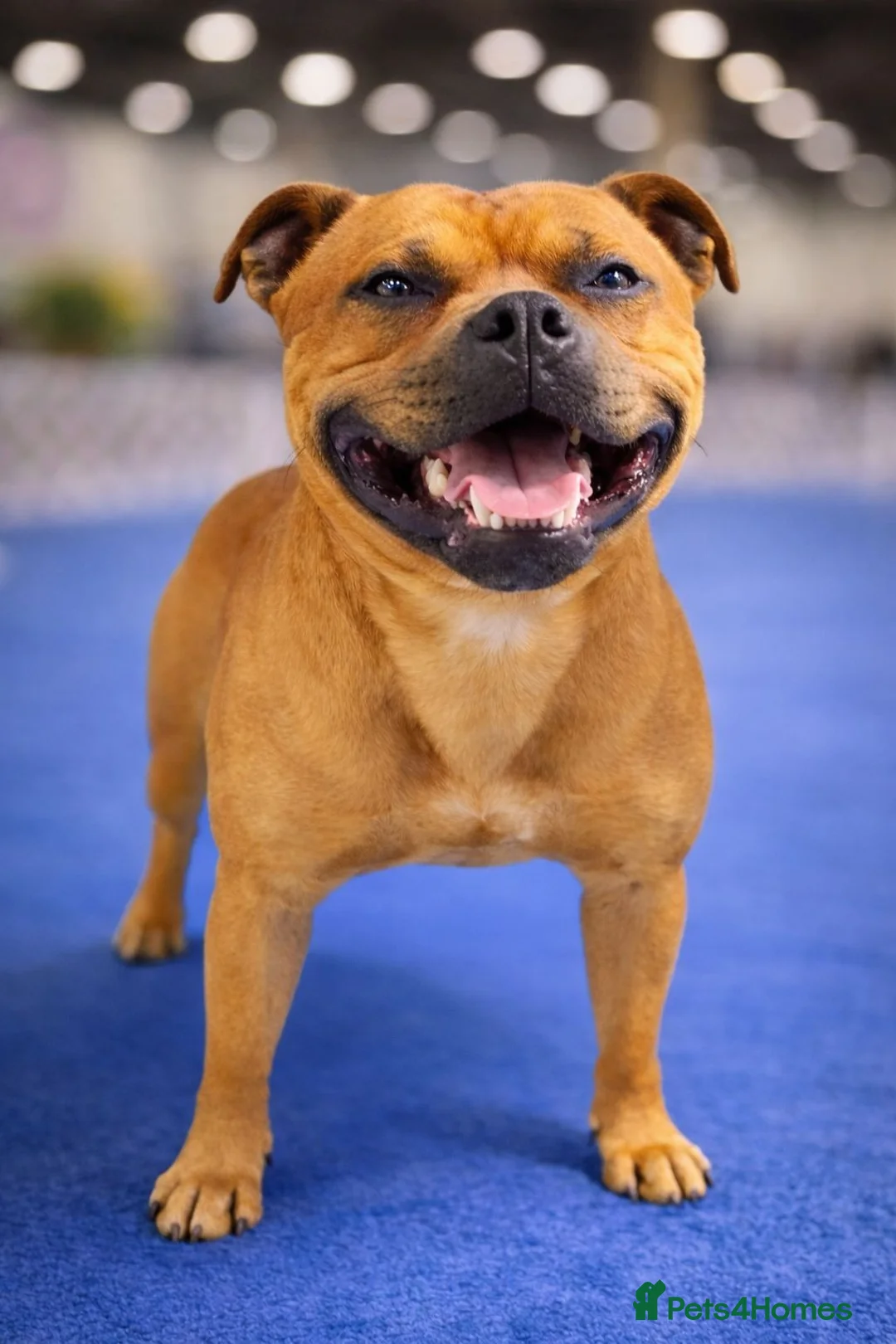 Staffordshire Bull Terrier dogs for stud: SCOOBY – NOW AVAILABLE TO PUBLIC STUD - Advert 2