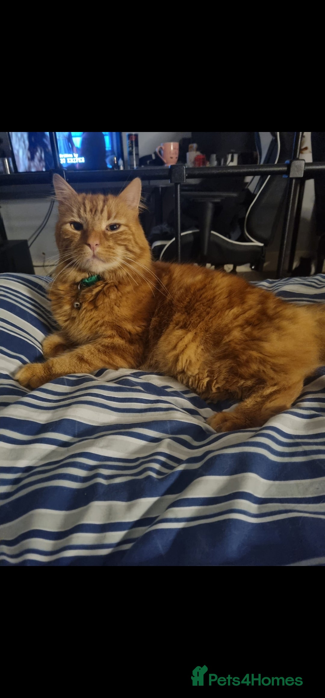 British Longhair cats for sale: Older loving cat looking for quiet home! - Advert 1