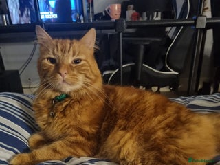 British Longhair cats Older loving cat looking for quiet home! - Advert 1