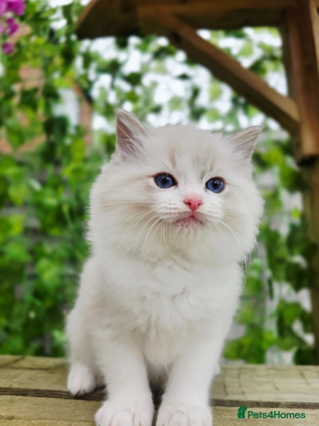 Ragdoll cats for sale: 5 amazing European babies.  Tica registered  - Advert 14