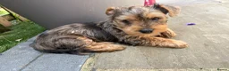 Yorkshire Terrier dogs for sale: Male Merle Yorkshire terrier  - Advert 4