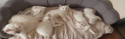 Ragdoll cats for sale: GCCF Chocolate Point with White Bi-color Kittens - Advert 3