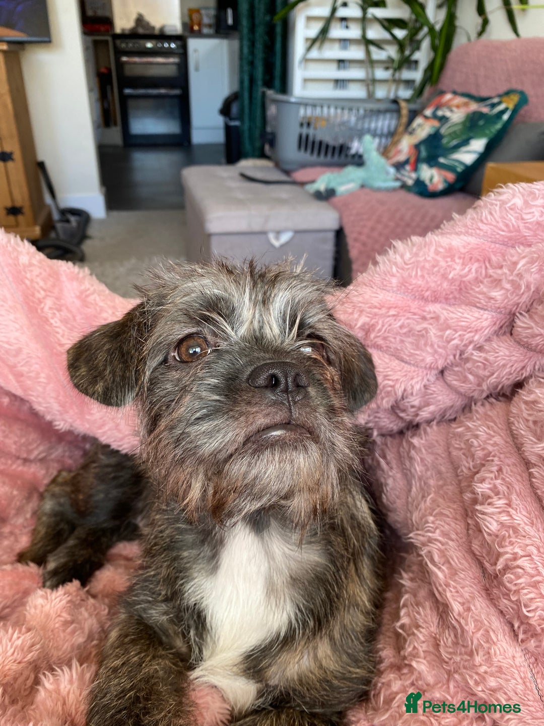 Mixed Breed dogs for sale: Shih Tzu / terrior puppy - Advert 2