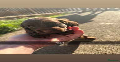 Cocker Spaniel dogs - Advert 8