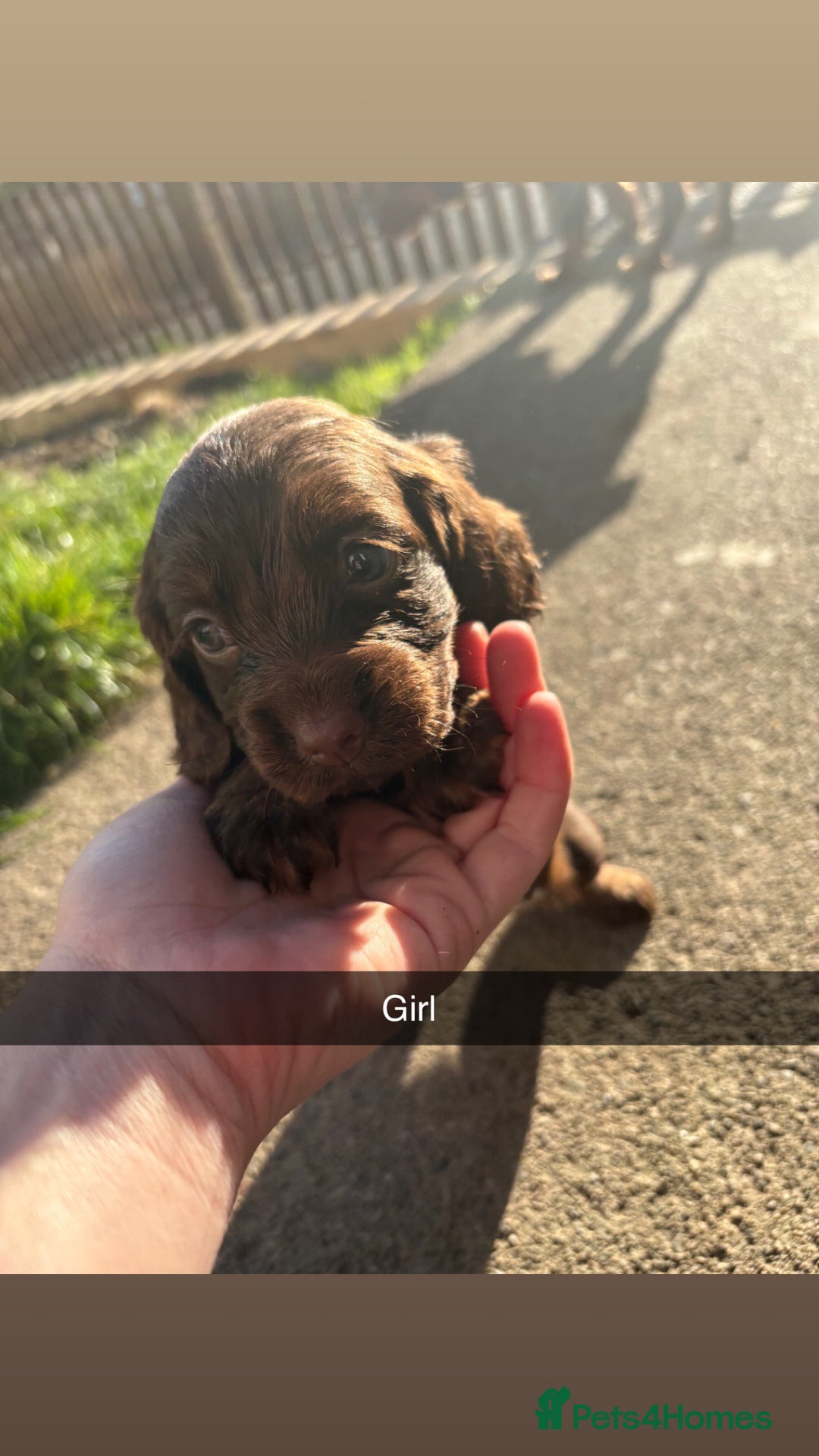 Cocker Spaniel dogs for sale:  Cocker spaniel puppies  - Image 3