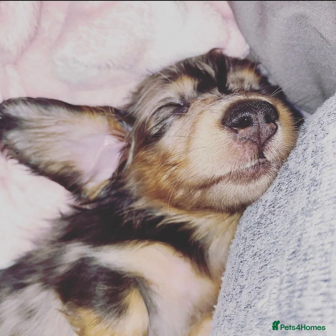 Miniature Dachshund dogs for stud: Miniature dachshund STUD - Advert 7