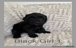 Cockapoo dogs for sale: Stunning F1B Merle Cockapoo Puppies!!!! - Image 24