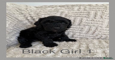 Cockapoo dogs - Advert 14