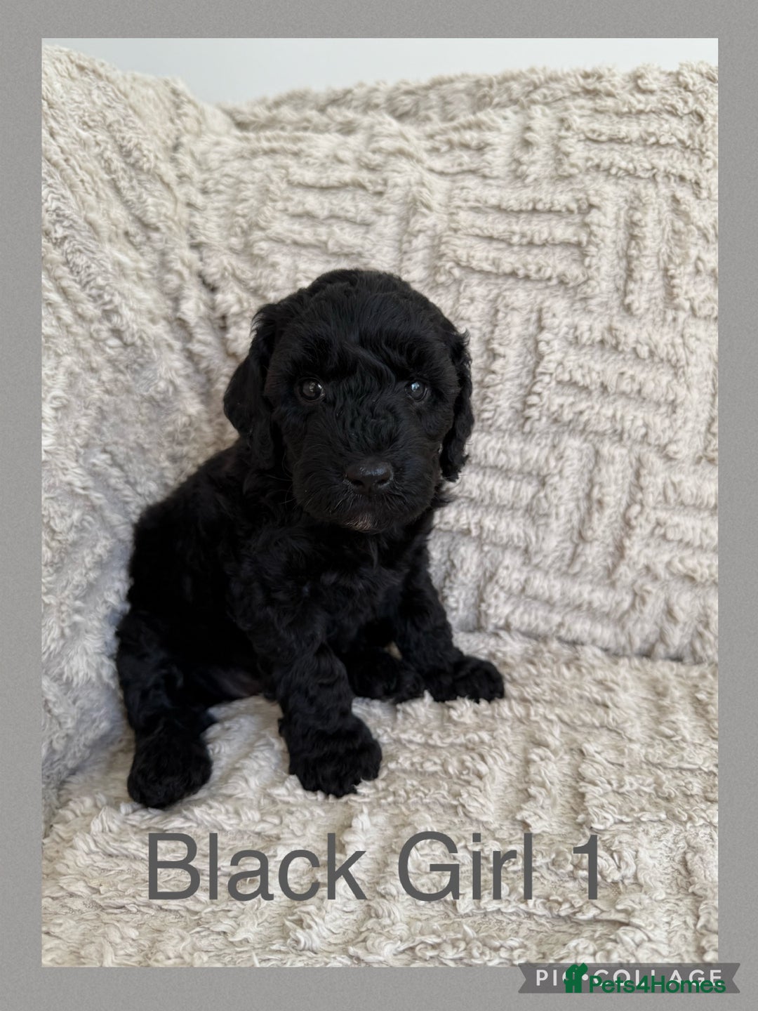 Cockapoo dogs for sale: Stunning F1B Merle Cockapoo Puppies!!!! - Image 24