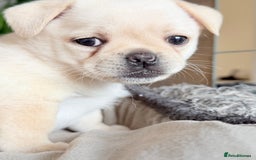 Pug dogs for sale: Adorable Pug x Pomeranian Puppies, Ready Today. - Image 10