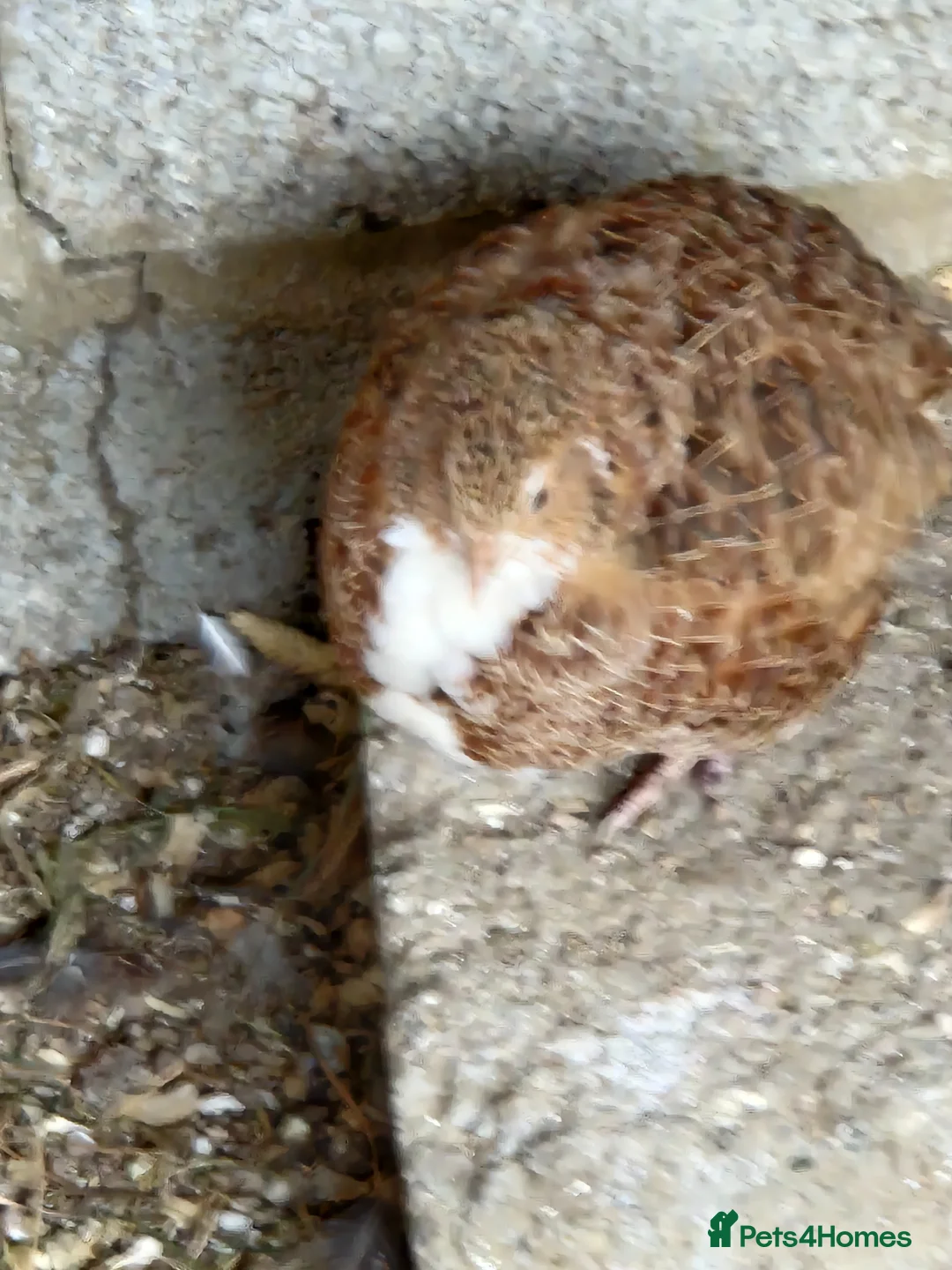 Quail poultry for sale: Mixed Quail for sale in Luton - Advert 7