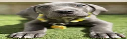 Cane Corso dogs for sale: Cane corso Puppy in Newbury - Advert 5