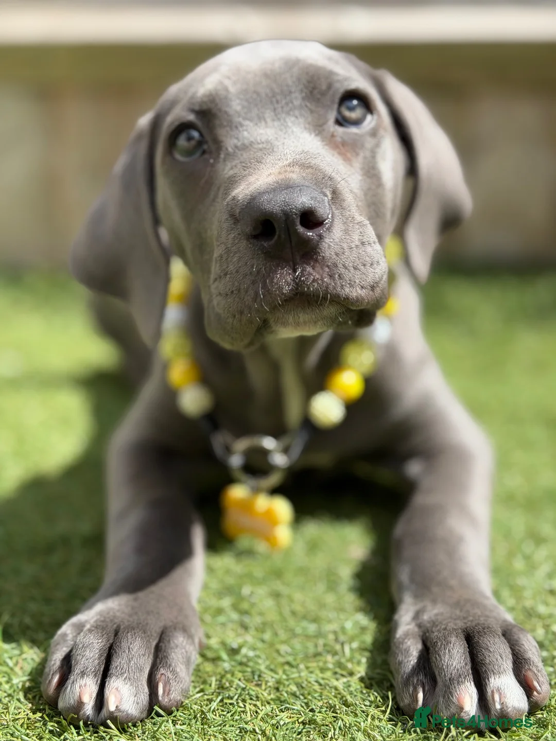 Cane Corso dogs for sale: Cane corso Puppy in Newbury - Advert 5