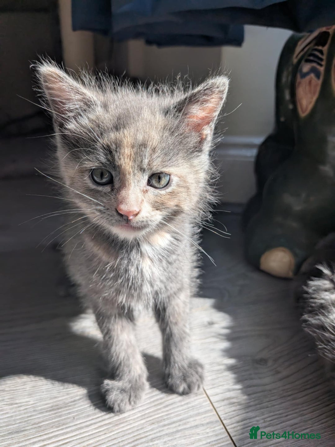 Mixed Breed cats for sale: Half russian blue - Image 9