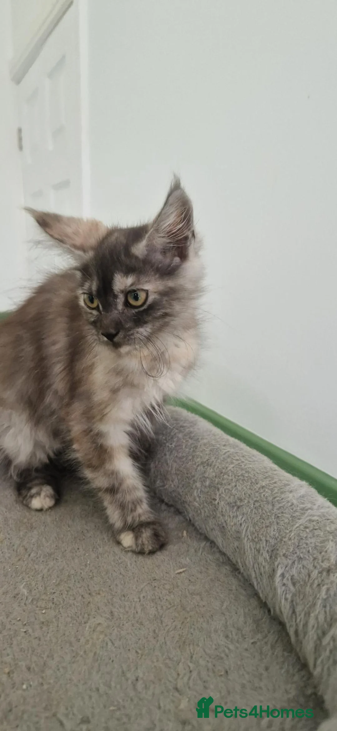 Mixed Breed cats for sale: Maine coon x ragdol - Advert 7