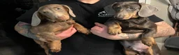 Dachshund dogs for sale: Lovely Pair Dachshunds Looking for a Forever Home in Derby - Advert 5