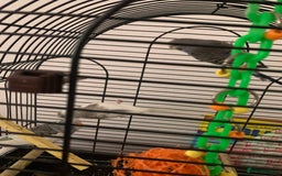 Budgerigars birds for sale: 3 budgies and cage  - Image 3