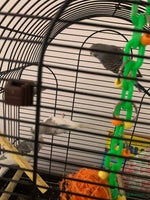 Budgerigars birds - Advert 2