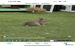 Netherland Dwarf rabbits for sale: Bean - Our Male Netherland Dwarf  - Image 4