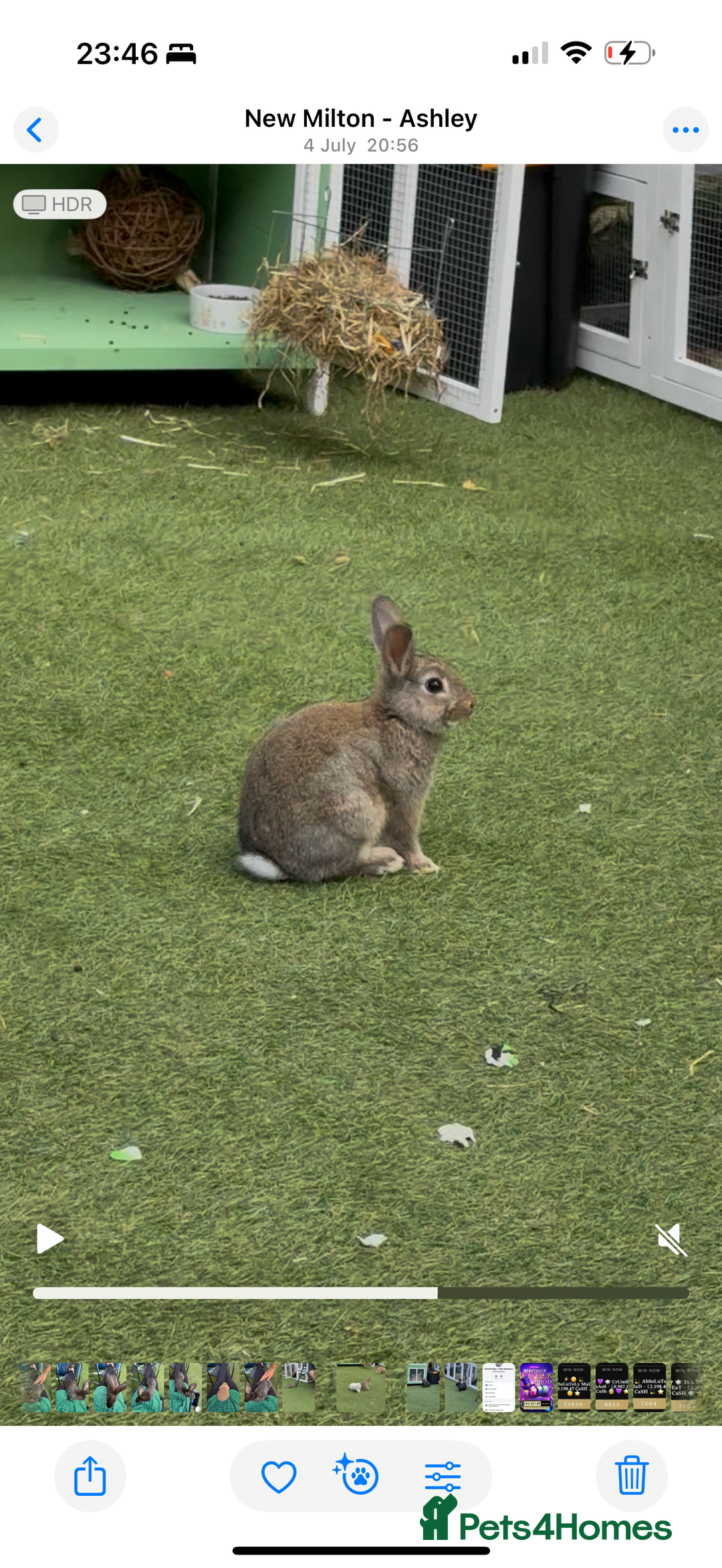 Netherland Dwarf rabbits for sale: Bean - Our Male Netherland Dwarf  - Image 4
