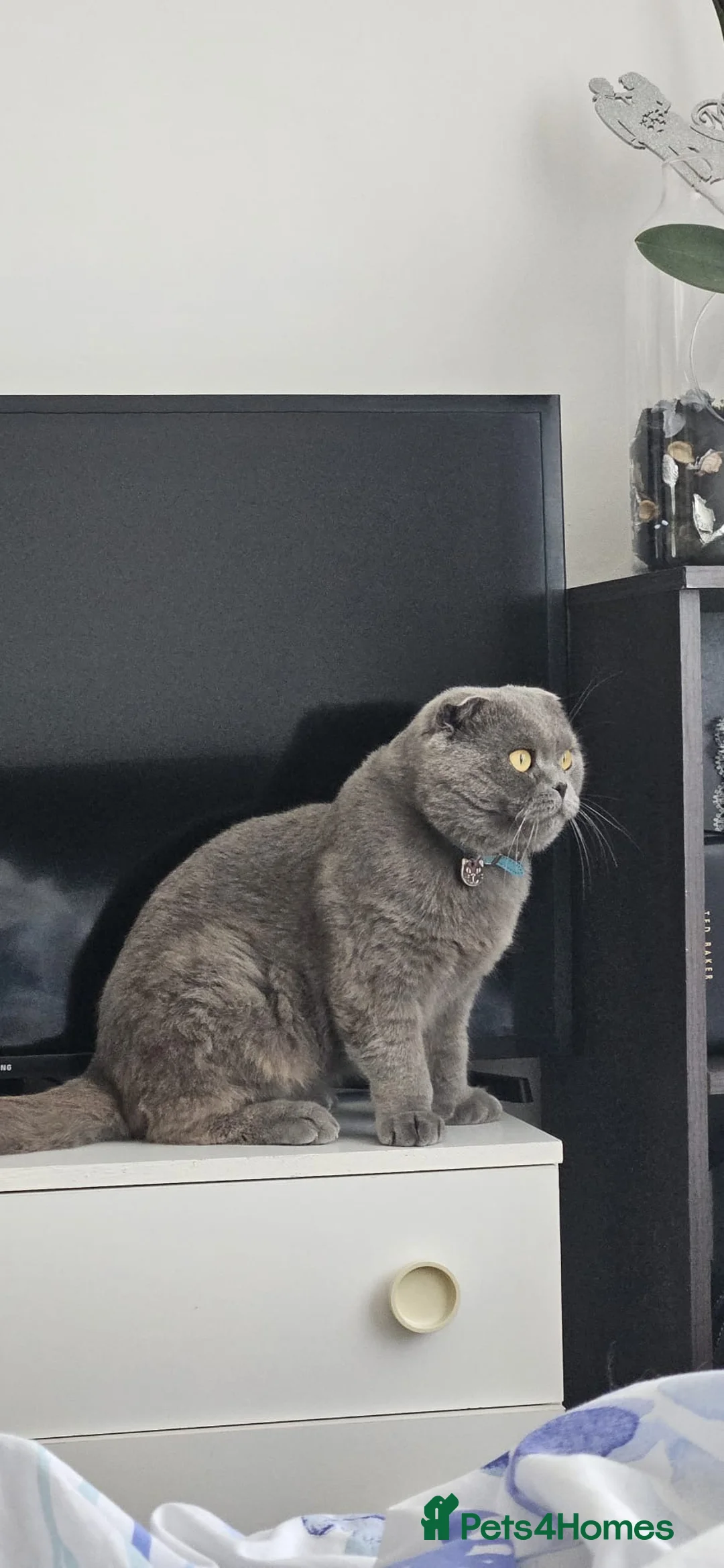 Scottish Fold cats for sale: My name is TOM in Bristol - Advert 1