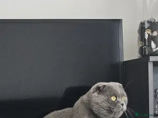 Scottish Fold cats My name is TOM - Advert 8