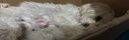 Maltipoo dogs for sale: Tiny Korean Multipoos in Beverley - Advert 5