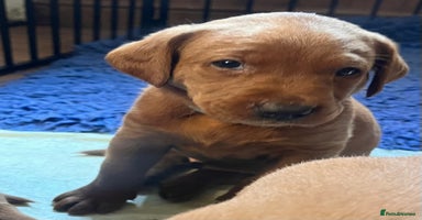 Labrador Retriever dogs - Advert 14