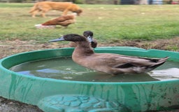 Ducks poultry for sale: Rehome male ducks - Image 1
