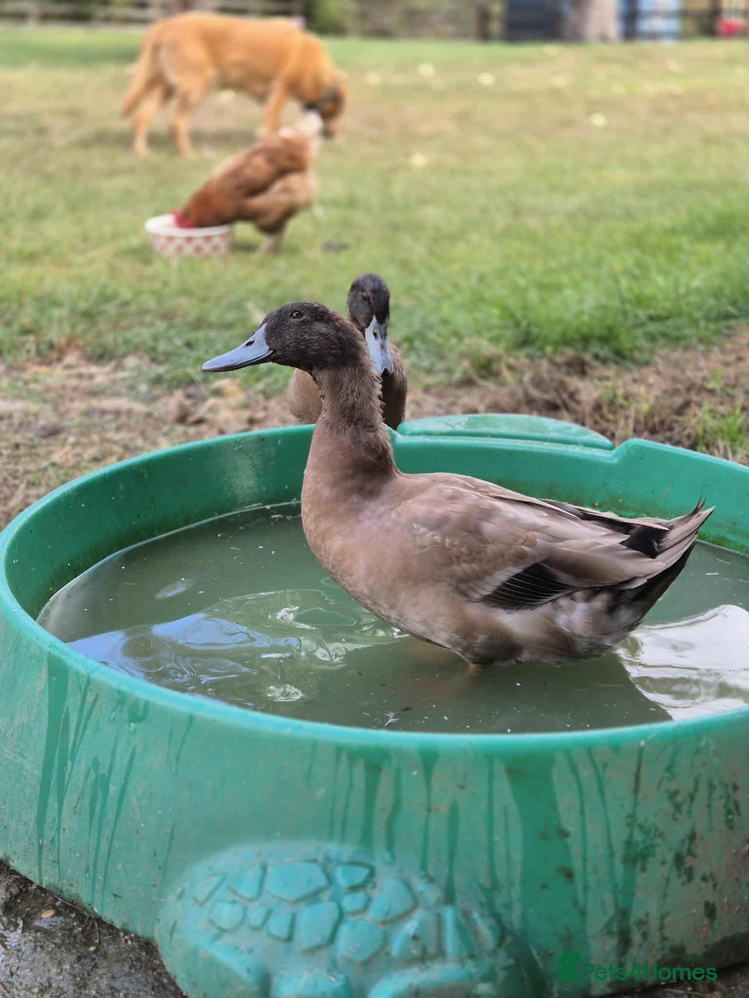 Ducks poultry for sale: Rehome male ducks - Image 1