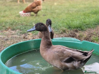 Ducks poultry - Advert 17