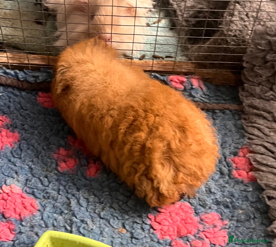 Guinea Pig rodents for sale: Bonded boar pedigree guinea pigs - Advert 3