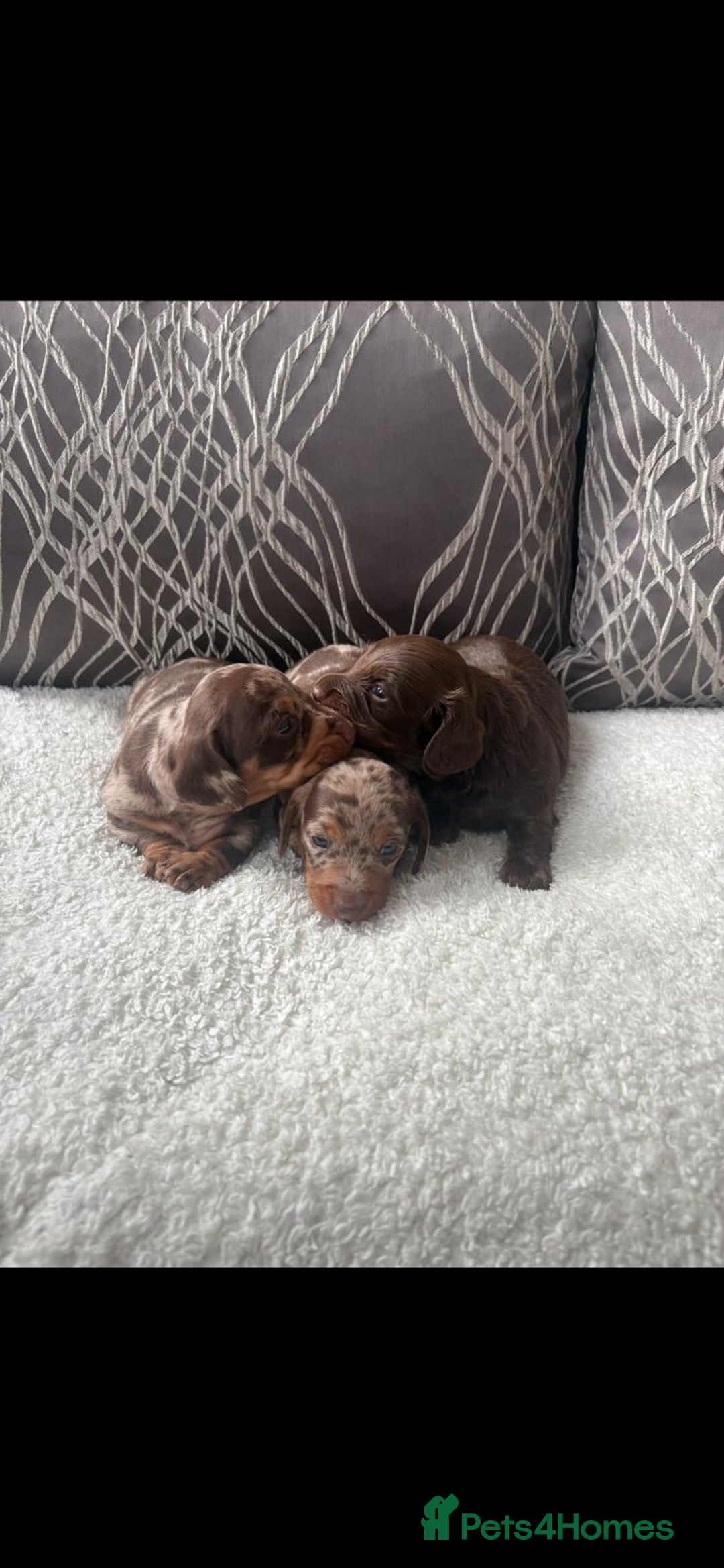 Miniature Dachshund dogs for sale: 🐾 Stunning Miniature Dachshunds For Sale 🐾 - Image 2