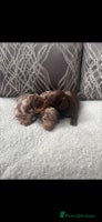 Miniature Dachshund dogs - Advert 1